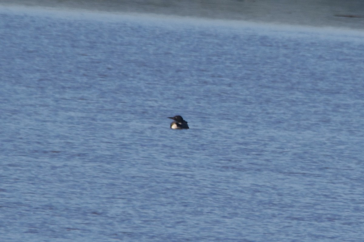 Common Loon - ML622437071