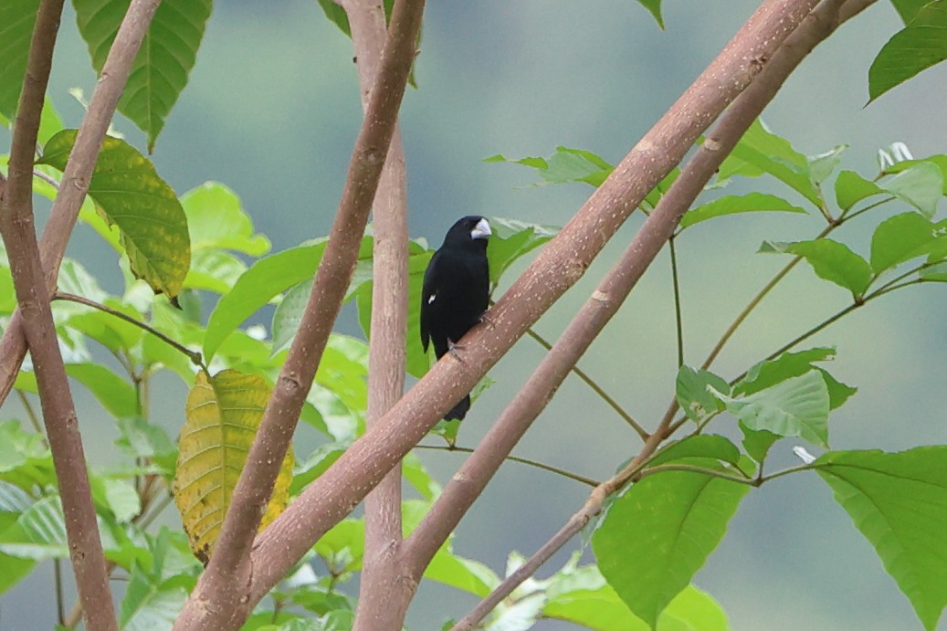 Large-billed Seed-Finch - ML622437145