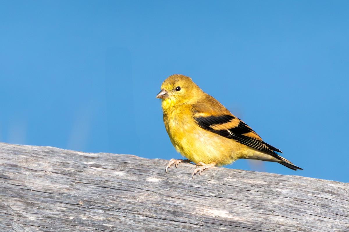 American Goldfinch - ML622437174