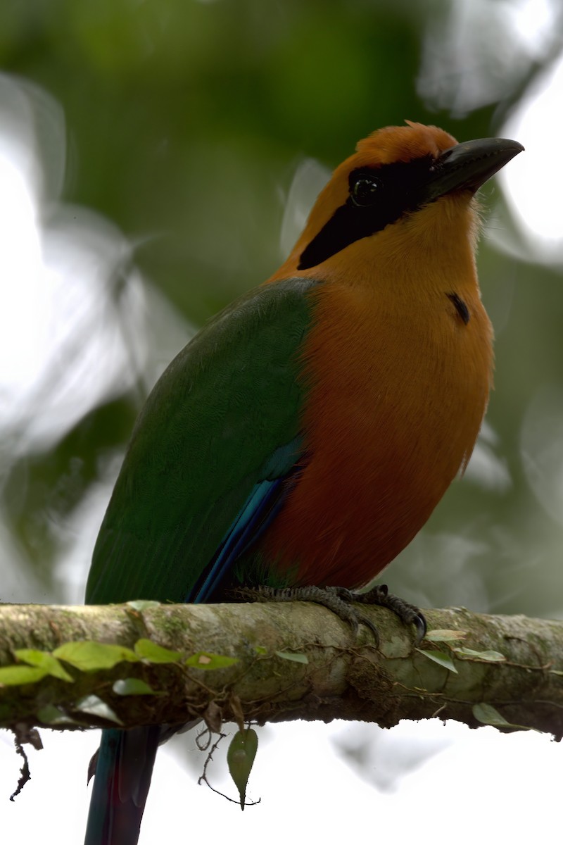 Rufous Motmot - ML622437233