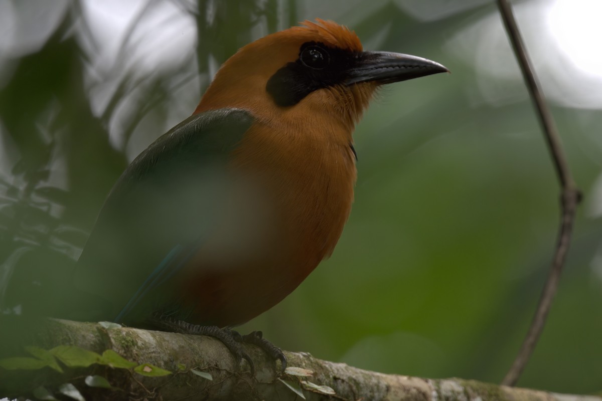 Rufous Motmot - ML622437242