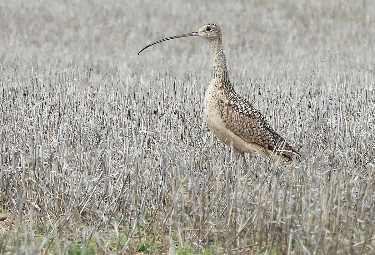 Long-billed Curlew - Jean Iron