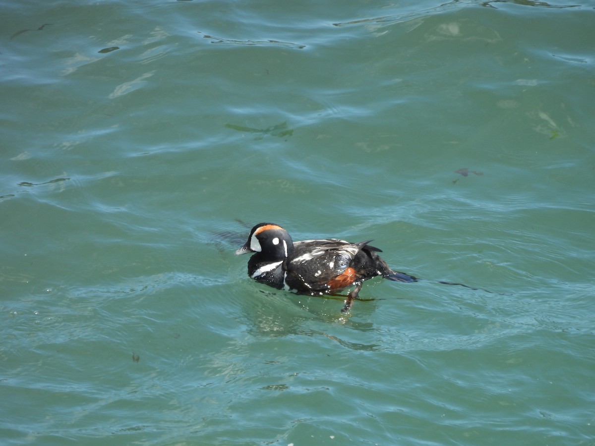 Harlequin Duck - ML622437262