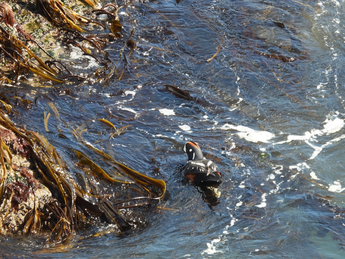 Harlequin Duck - ML622437263