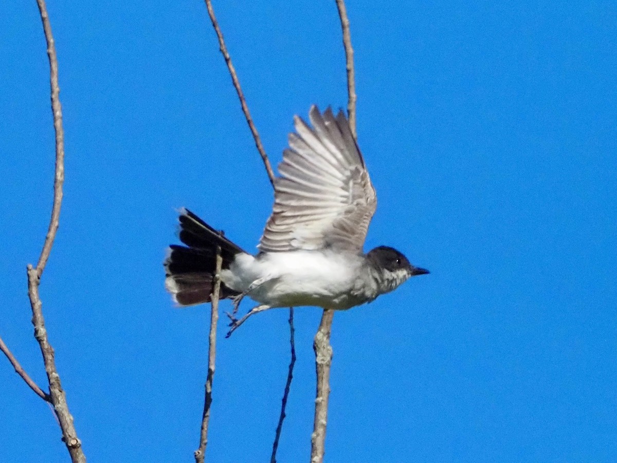 Eastern Kingbird - ML622437267