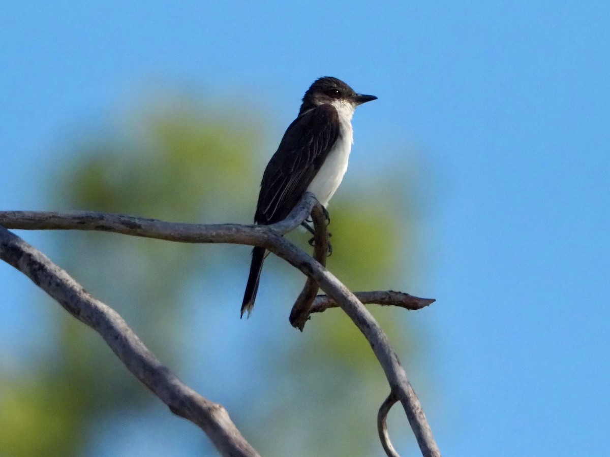 Eastern Kingbird - ML622437268