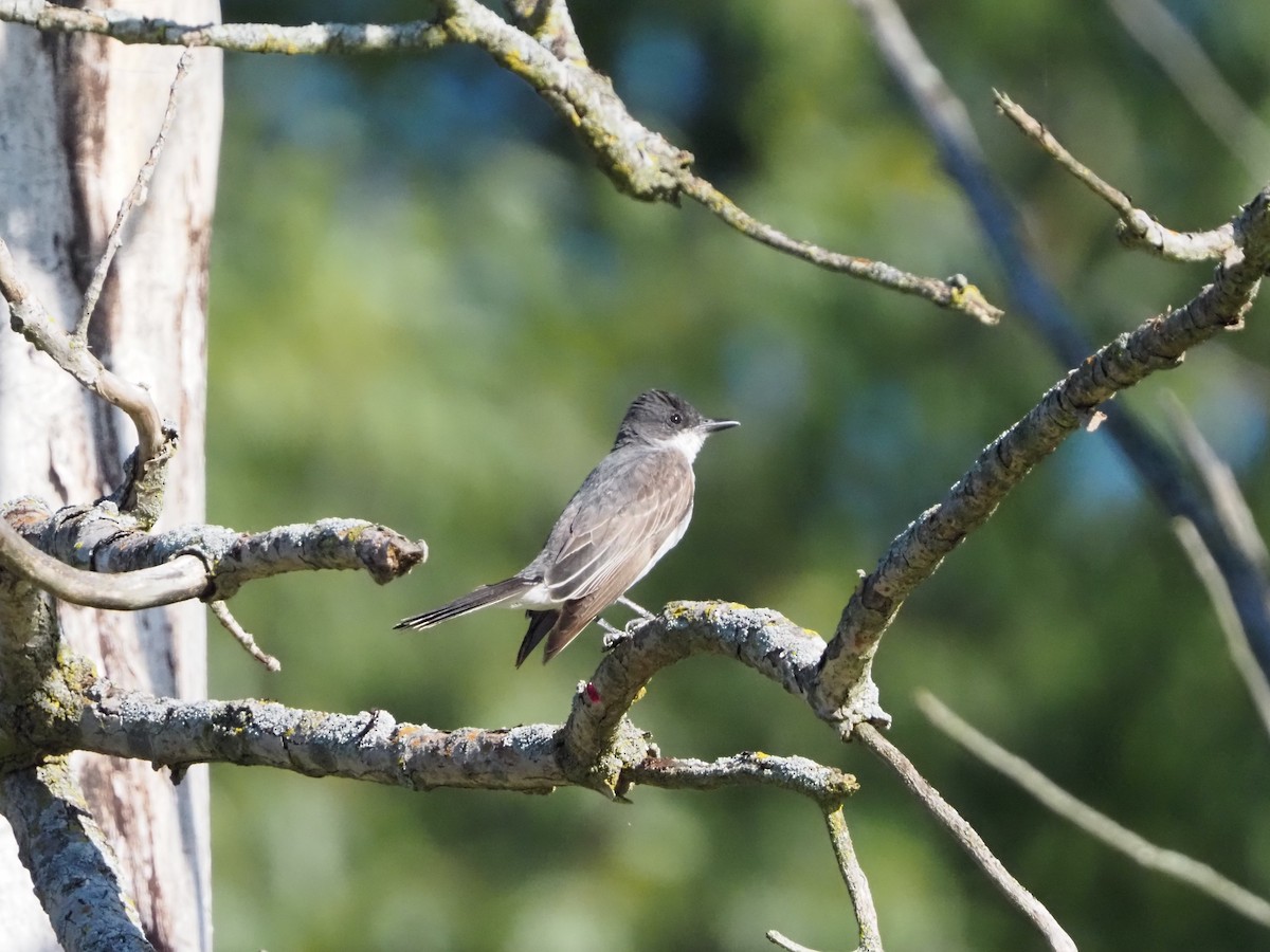 Eastern Kingbird - ML622437269