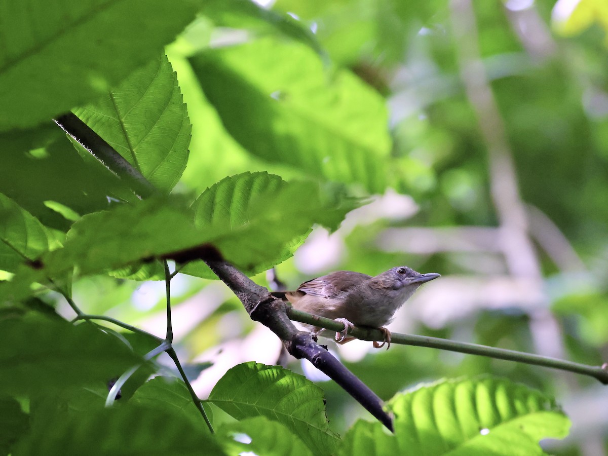 Abbott's Babbler - ML622437312