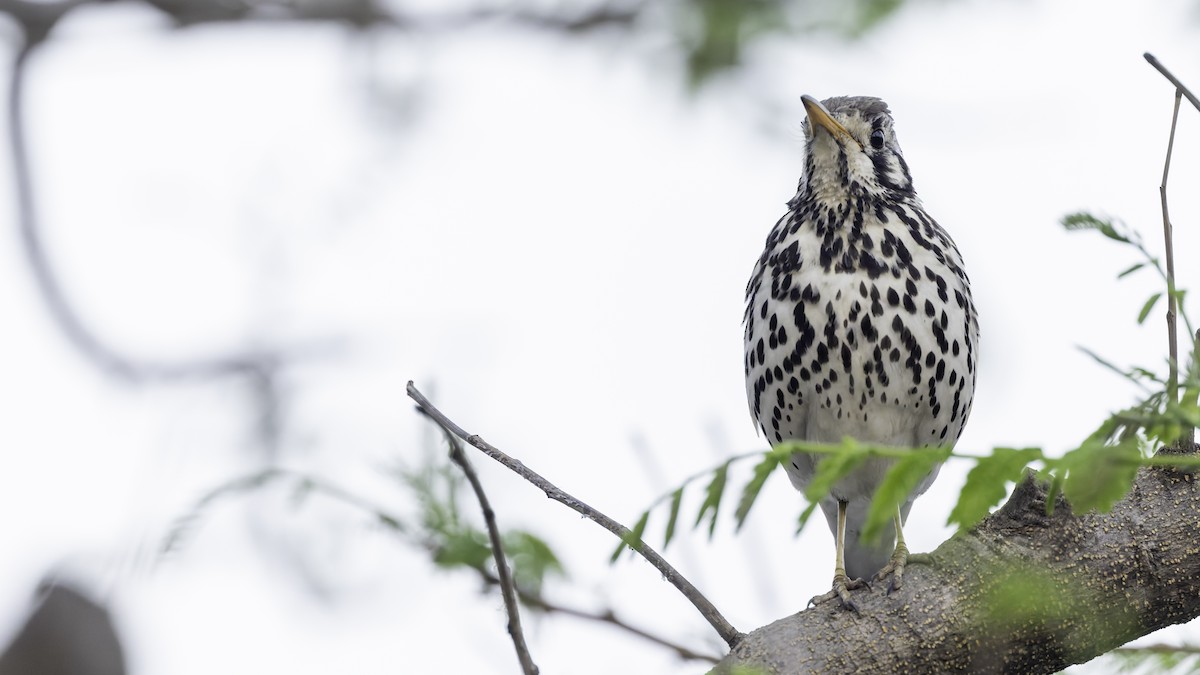 Groundscraper Thrush - Robert Tizard