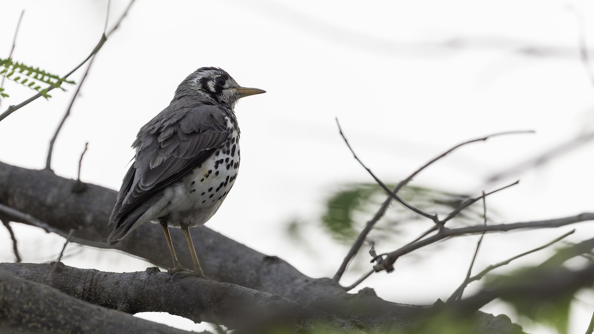 Groundscraper Thrush - Robert Tizard