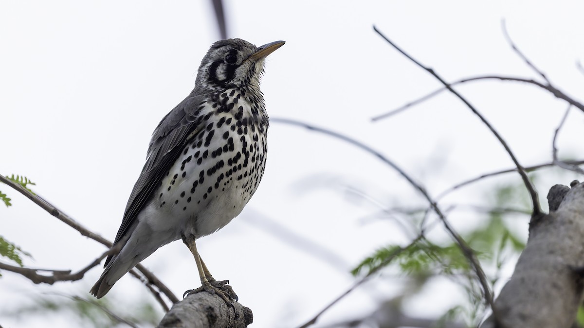 Groundscraper Thrush - Robert Tizard