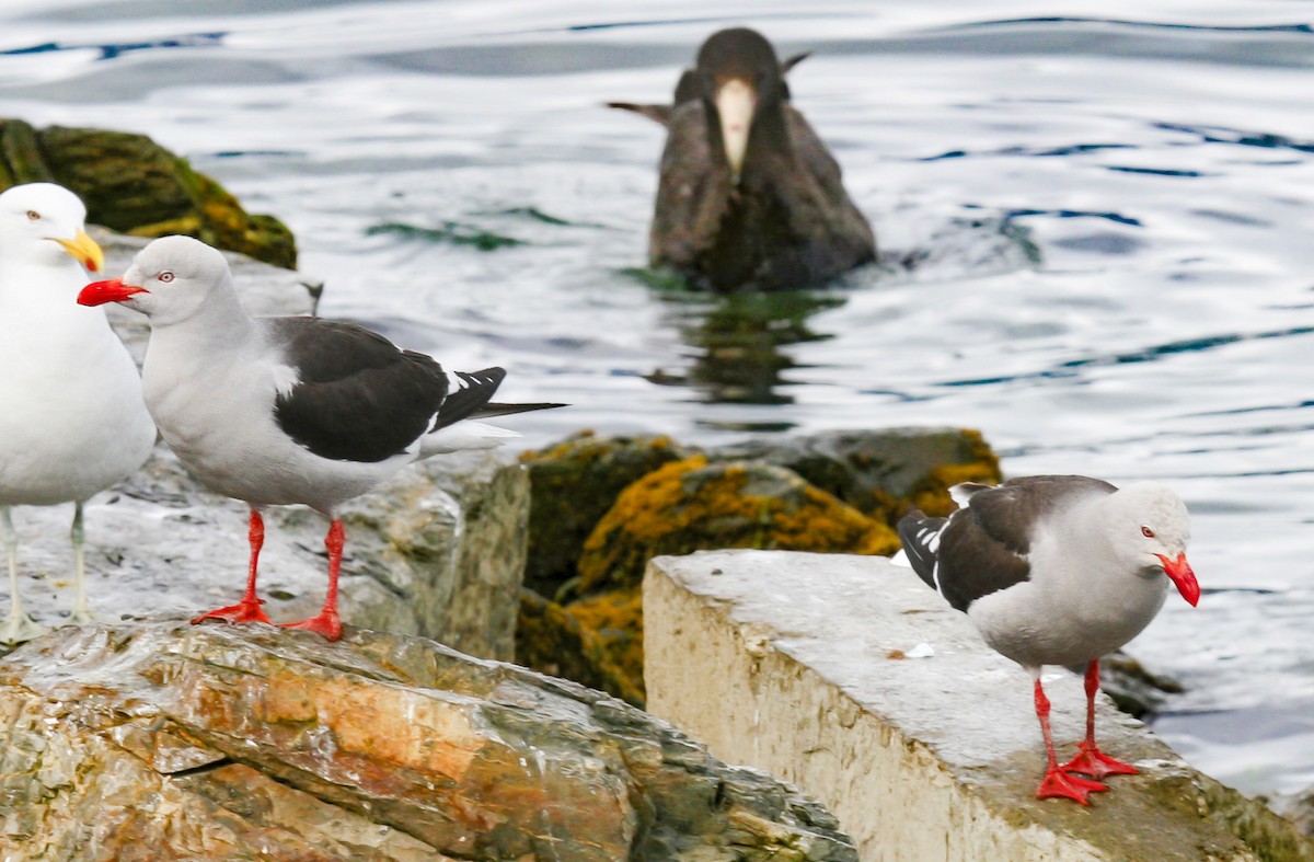 Dolphin Gull - ML622437356