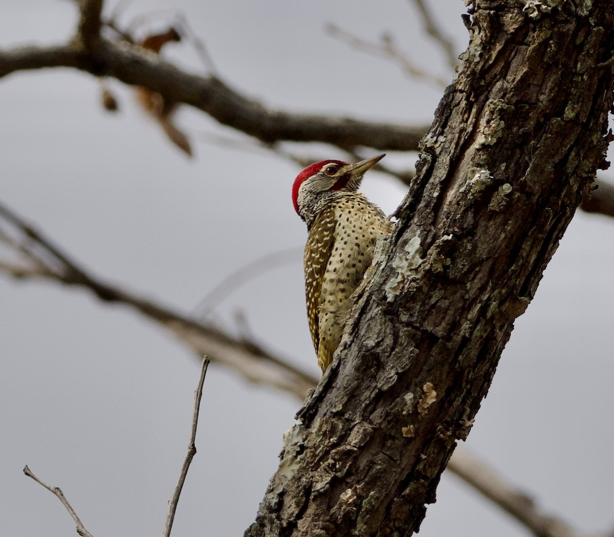 Reichenow's Woodpecker - ML622437416