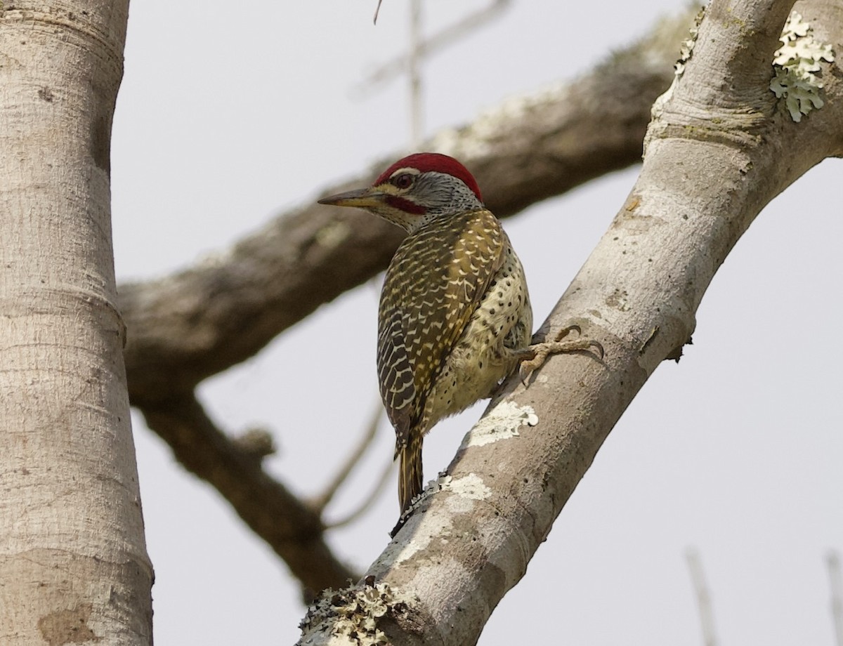 Reichenow's Woodpecker - ML622437417