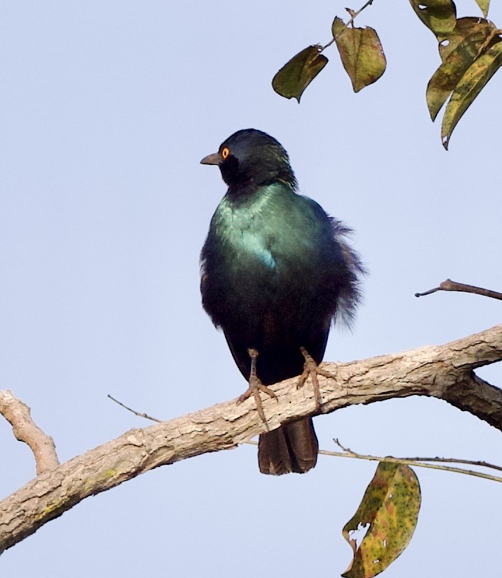 Lesser Blue-eared Starling (Miombo) - ML622437514