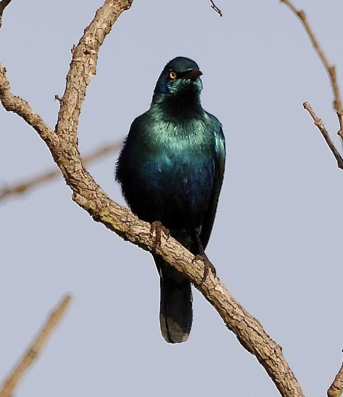 Lesser Blue-eared Starling (Miombo) - ML622437515