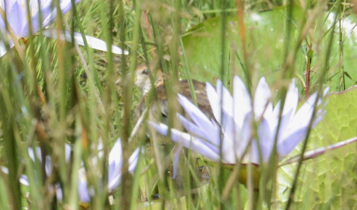 Lesser Moorhen - ML622437534