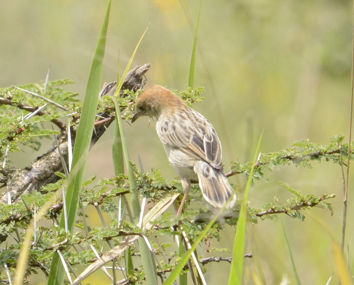 Stout Cisticola - ML622437611