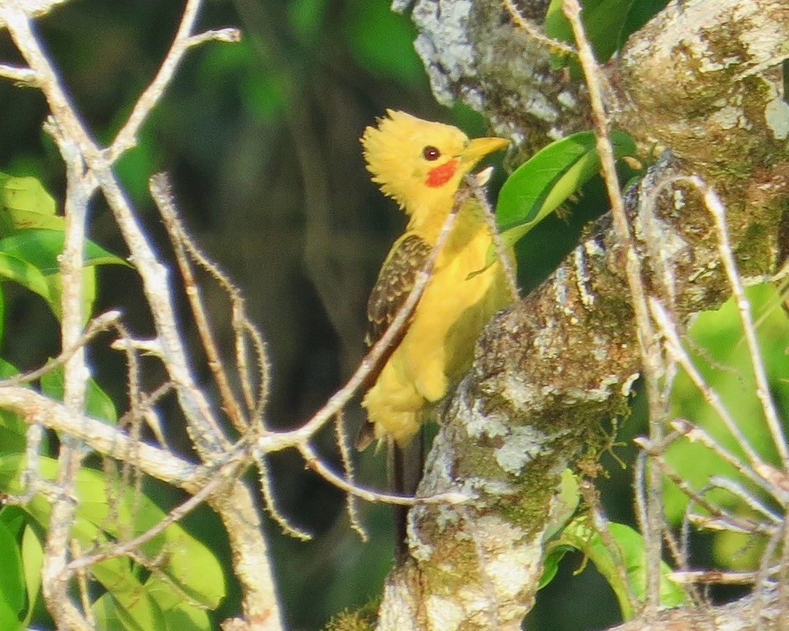 Cream-colored Woodpecker - ML622437686