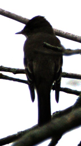 Eastern Wood-Pewee - Andrew Melnick