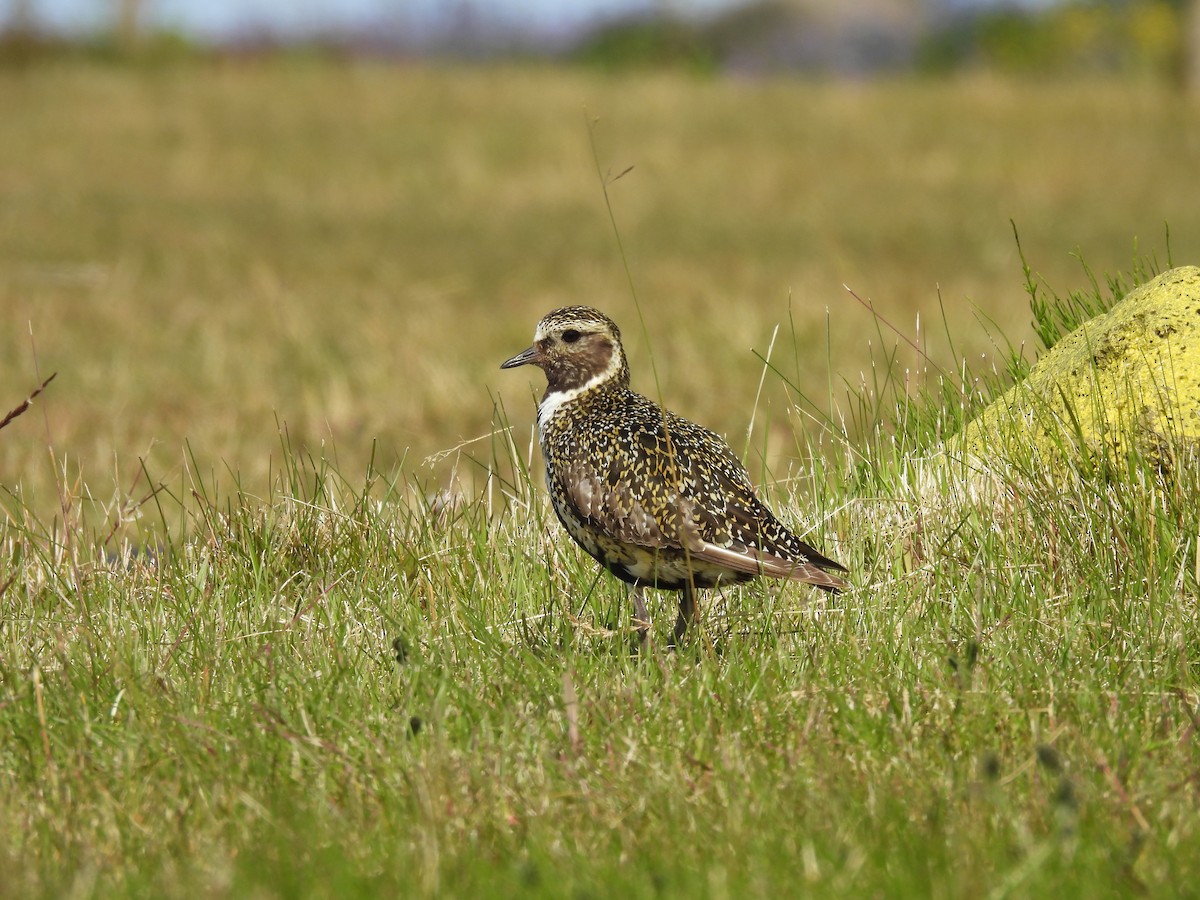 European Golden-Plover - ML622437788