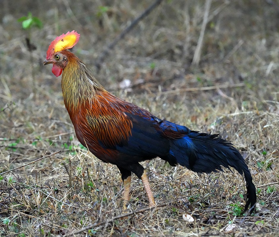 Gallo de Ceilán - ML622437790