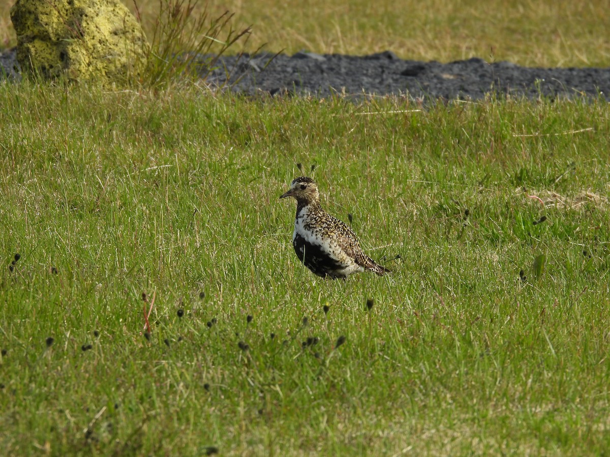 European Golden-Plover - ML622437822