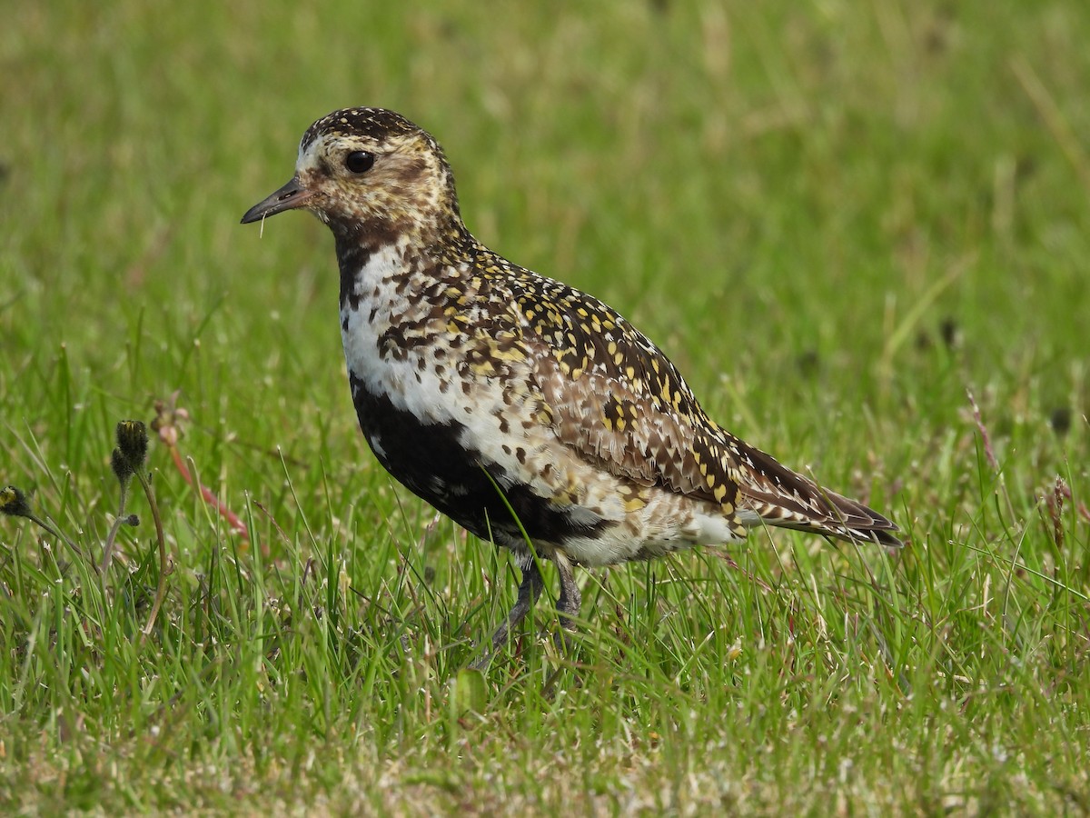European Golden-Plover - ML622437823