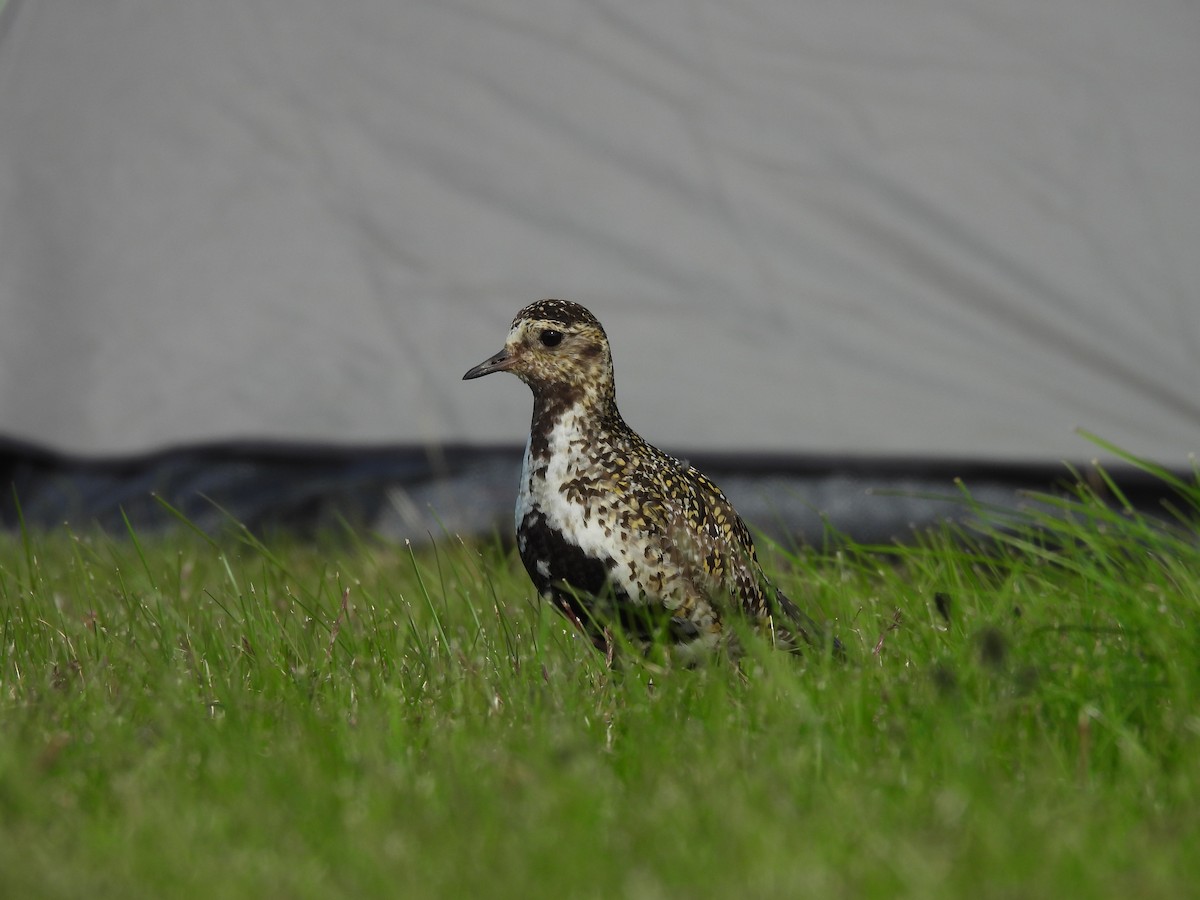 European Golden-Plover - ML622437824