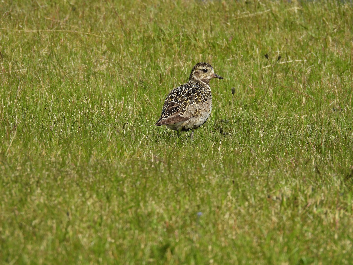 European Golden-Plover - ML622437825
