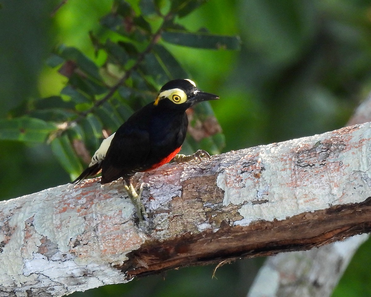 Yellow-tufted Woodpecker - ML622437834