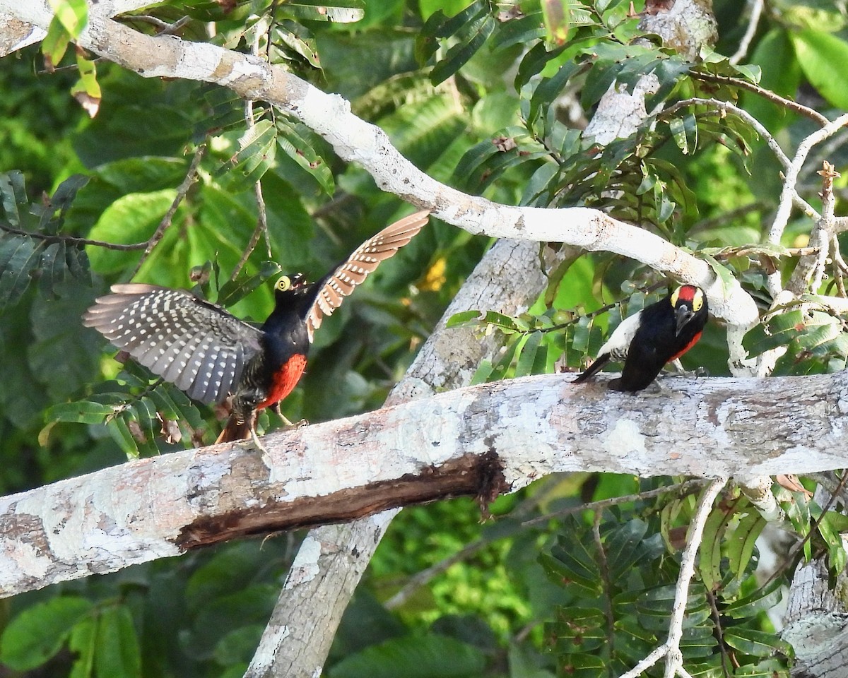 Yellow-tufted Woodpecker - ML622437835