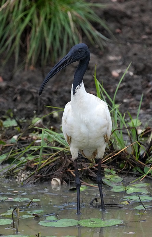 Black-headed Ibis - Bushana Kalhara