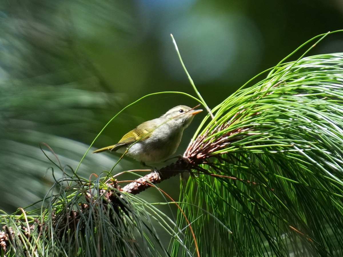 Blyth's Leaf Warbler - ML622437855