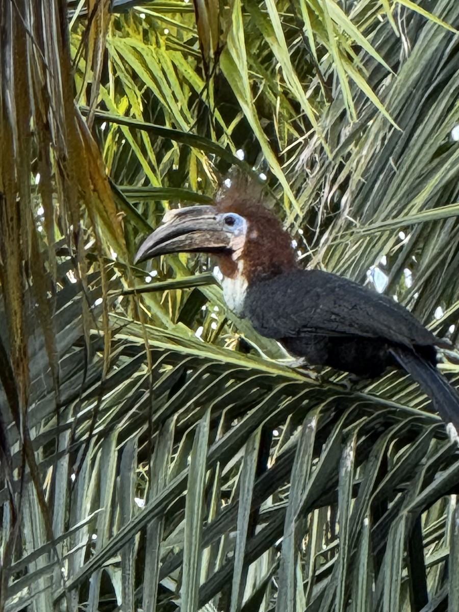 Black-casqued Hornbill - ML622437888