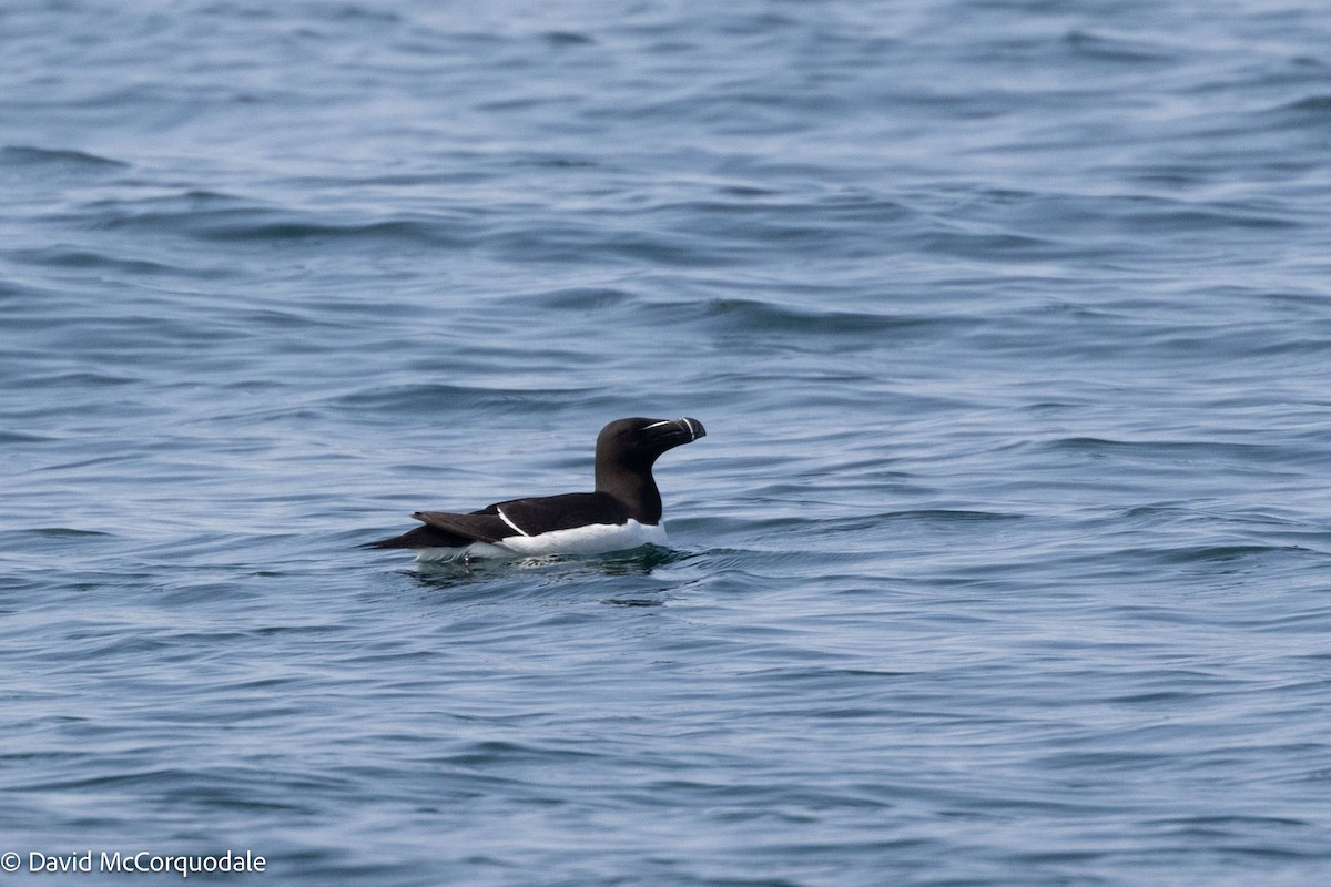 Razorbill - ML622437906