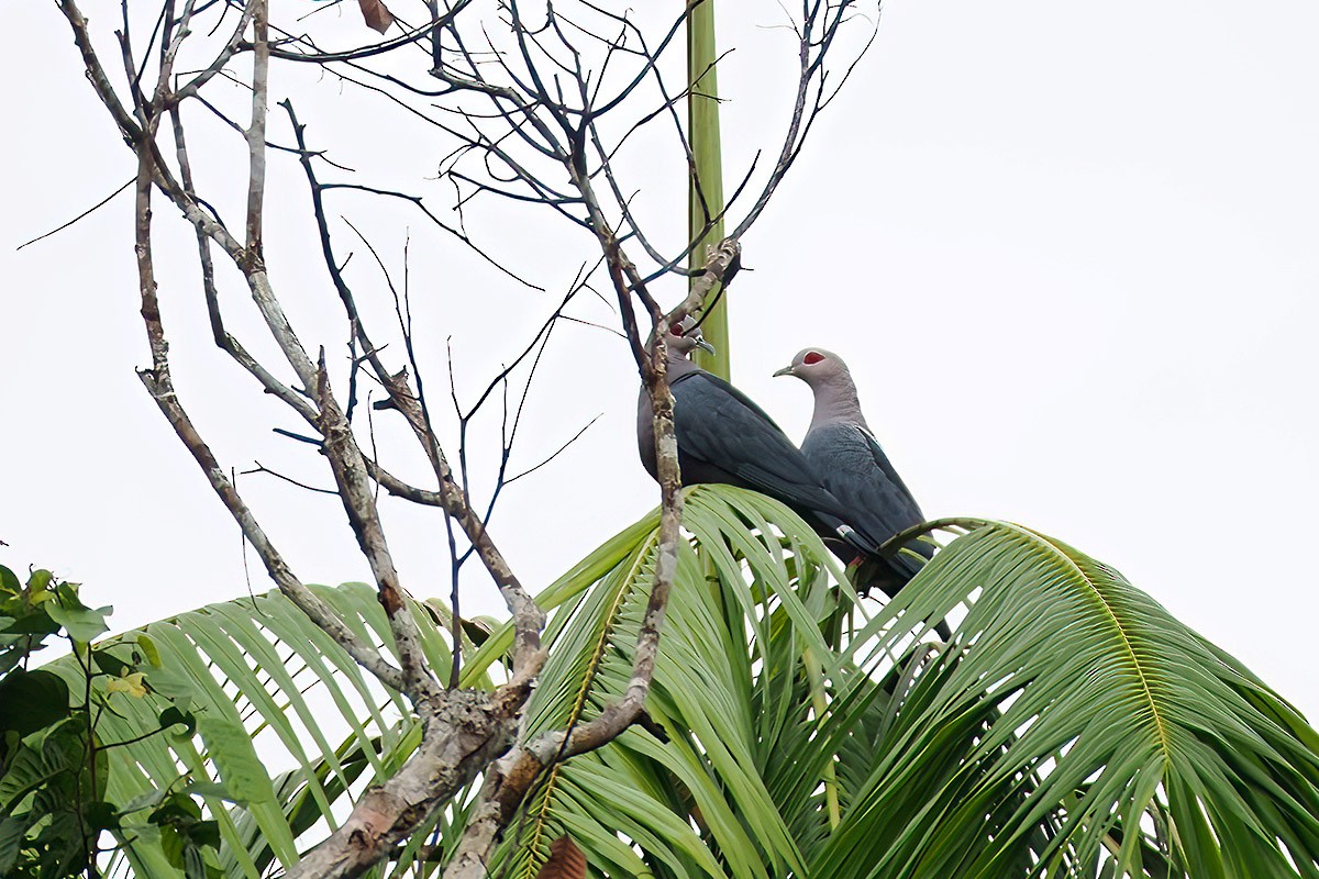 Pinon's Imperial-Pigeon - Jose Antonio Lama