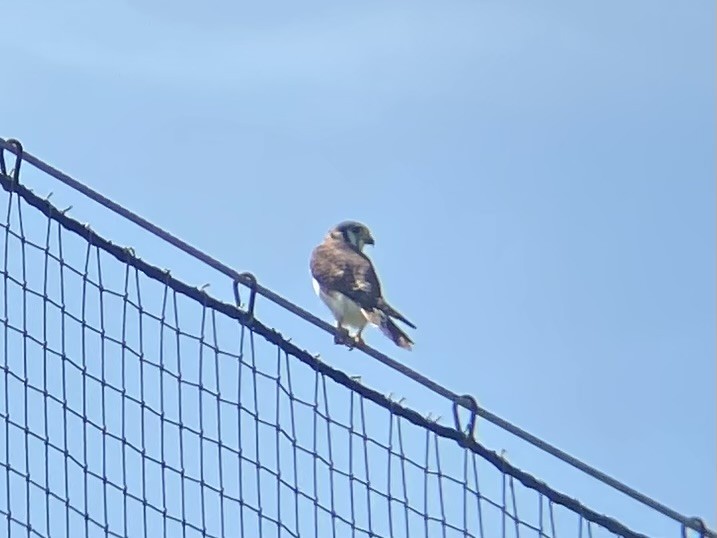 American Kestrel - ML622437952