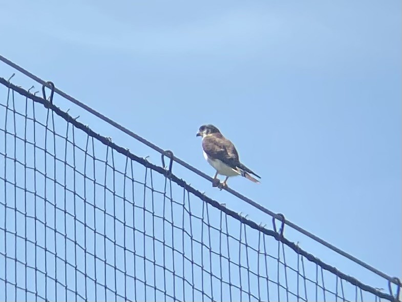 American Kestrel - ML622437953