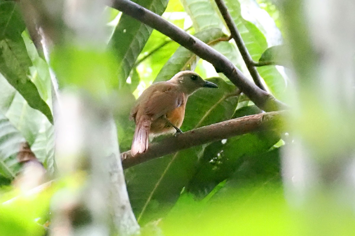 Raja Ampat Pitohui - ML622437974