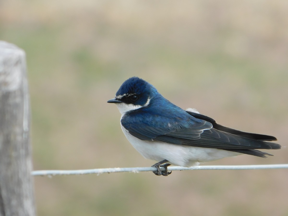 Golondrina Cejiblanca - ML622438108