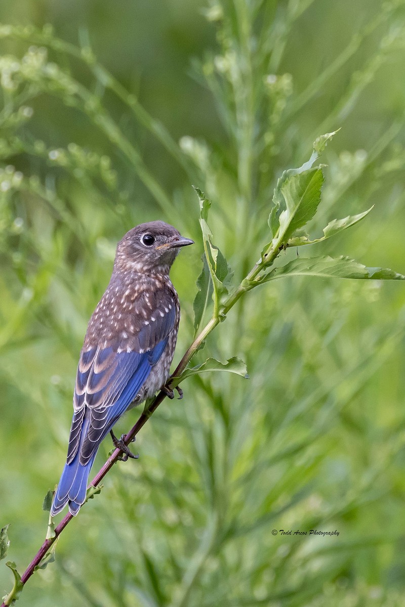 Eastern Bluebird - ML622438113