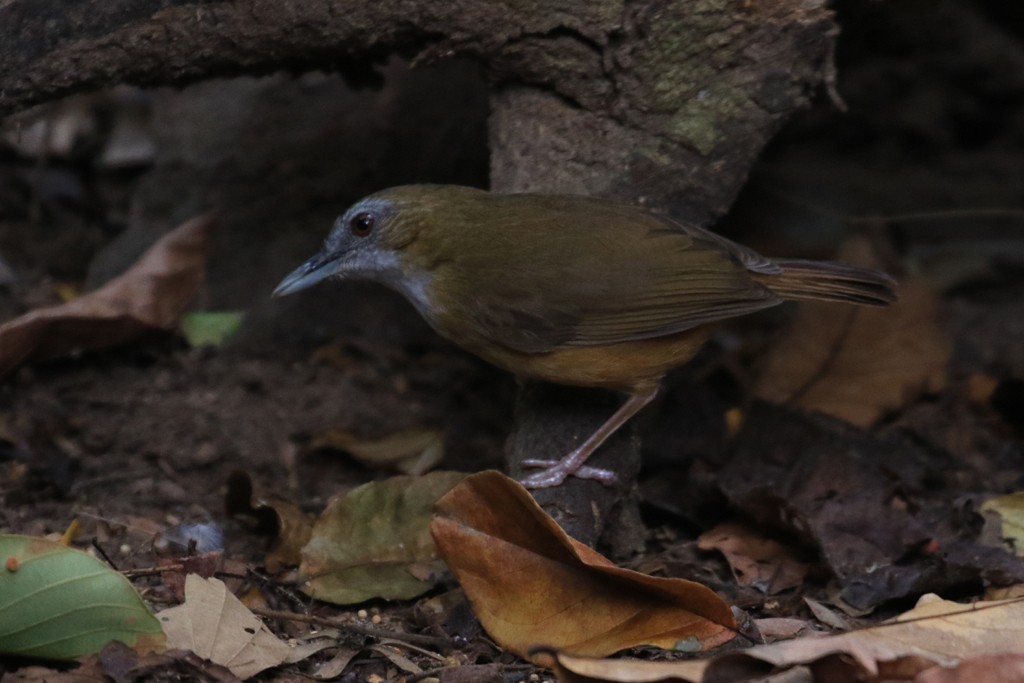 Abbott's Babbler - ML622438238