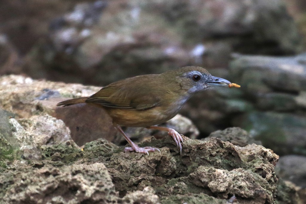 Abbott's Babbler - Jacques Vanheuverswyn