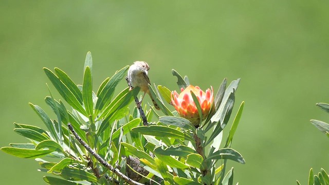 Levaillant's Cisticola - ML622438290