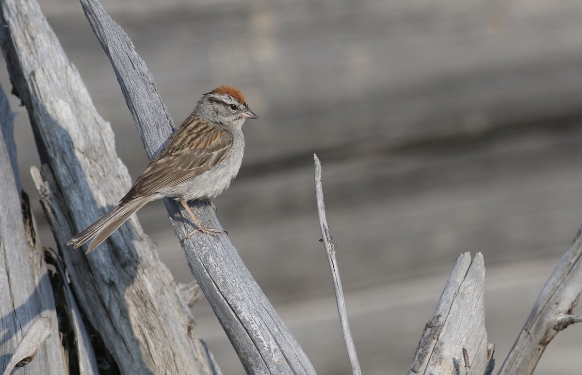 Chipping Sparrow - Theo Staengl