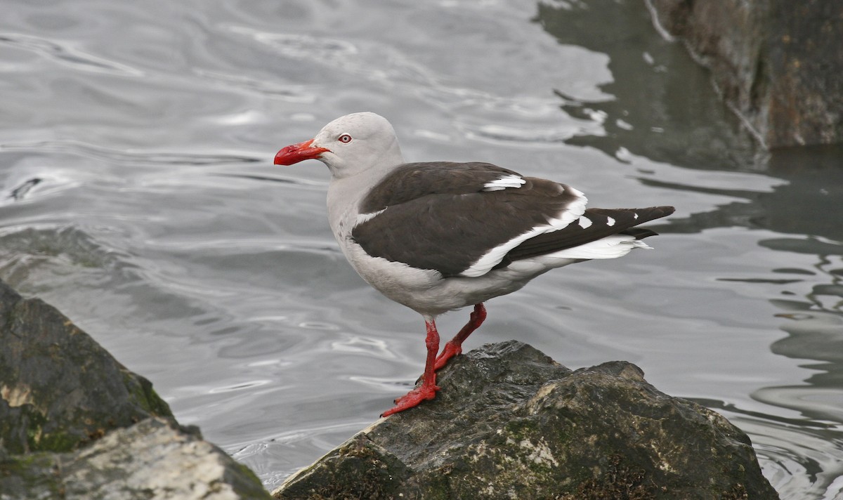 Dolphin Gull - ML622438317