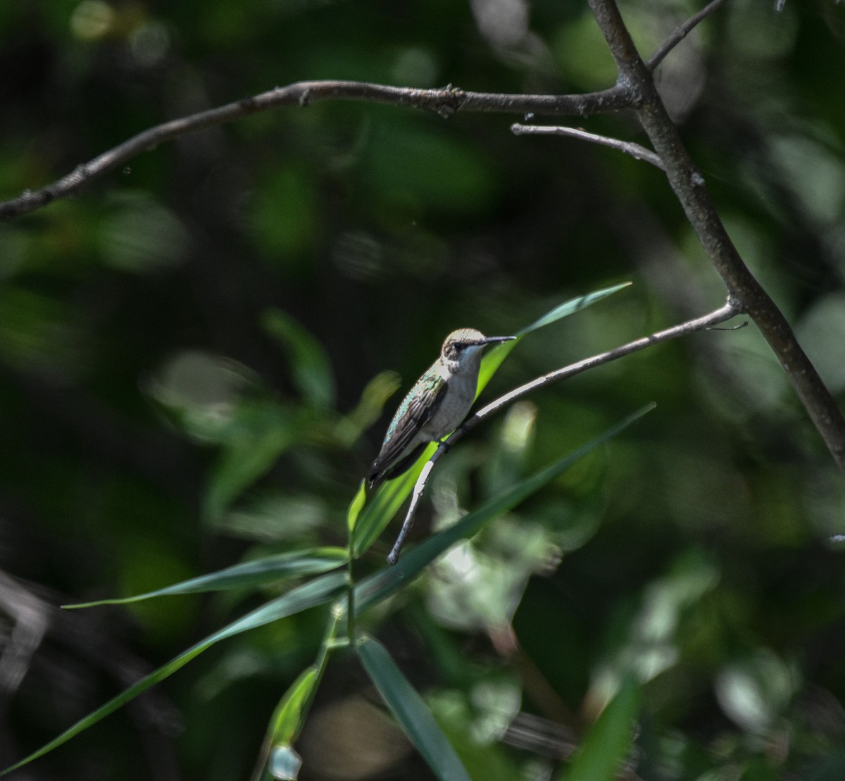 Ruby-throated Hummingbird - ML622438367