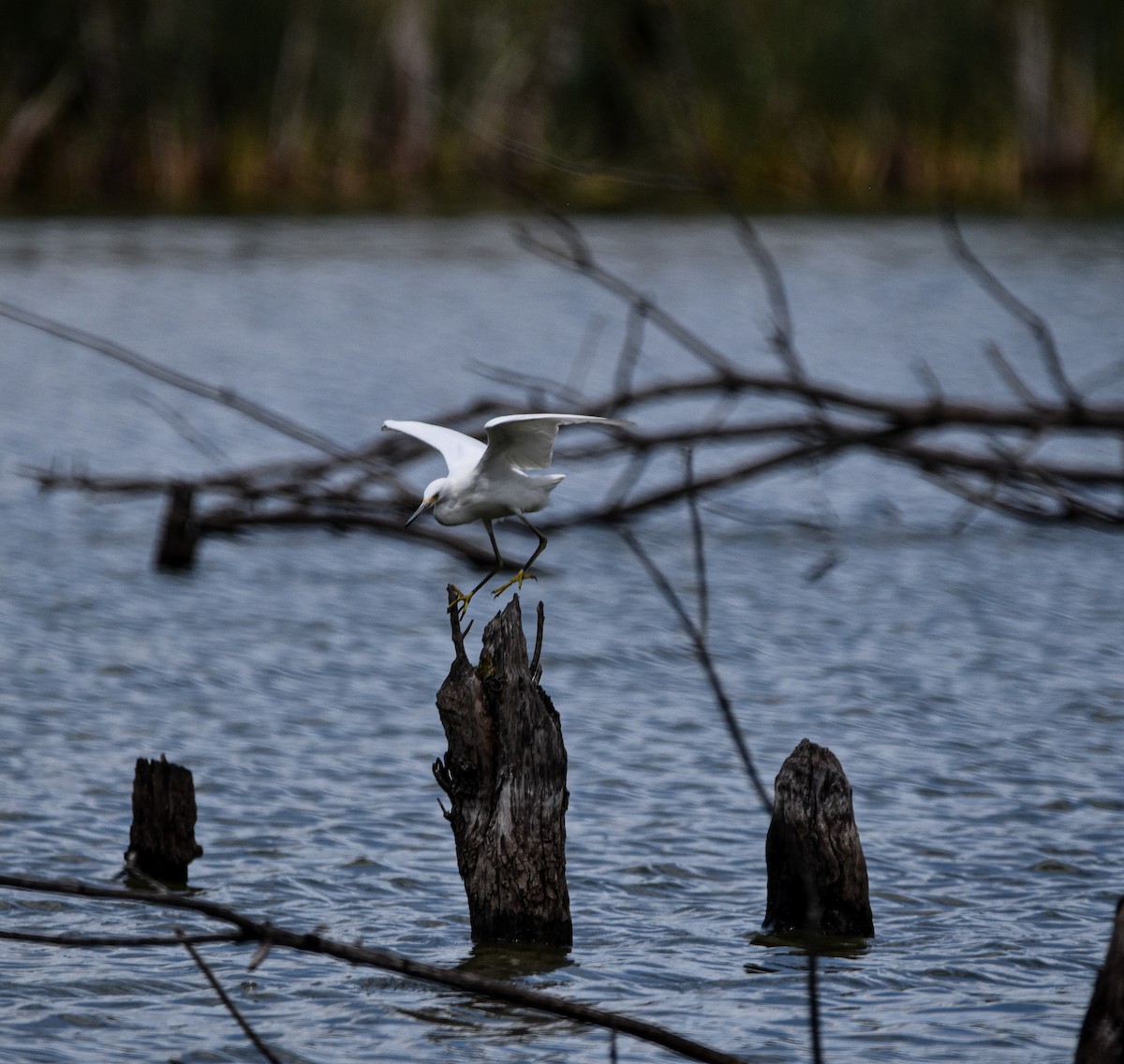 Snowy Egret - ML622438372