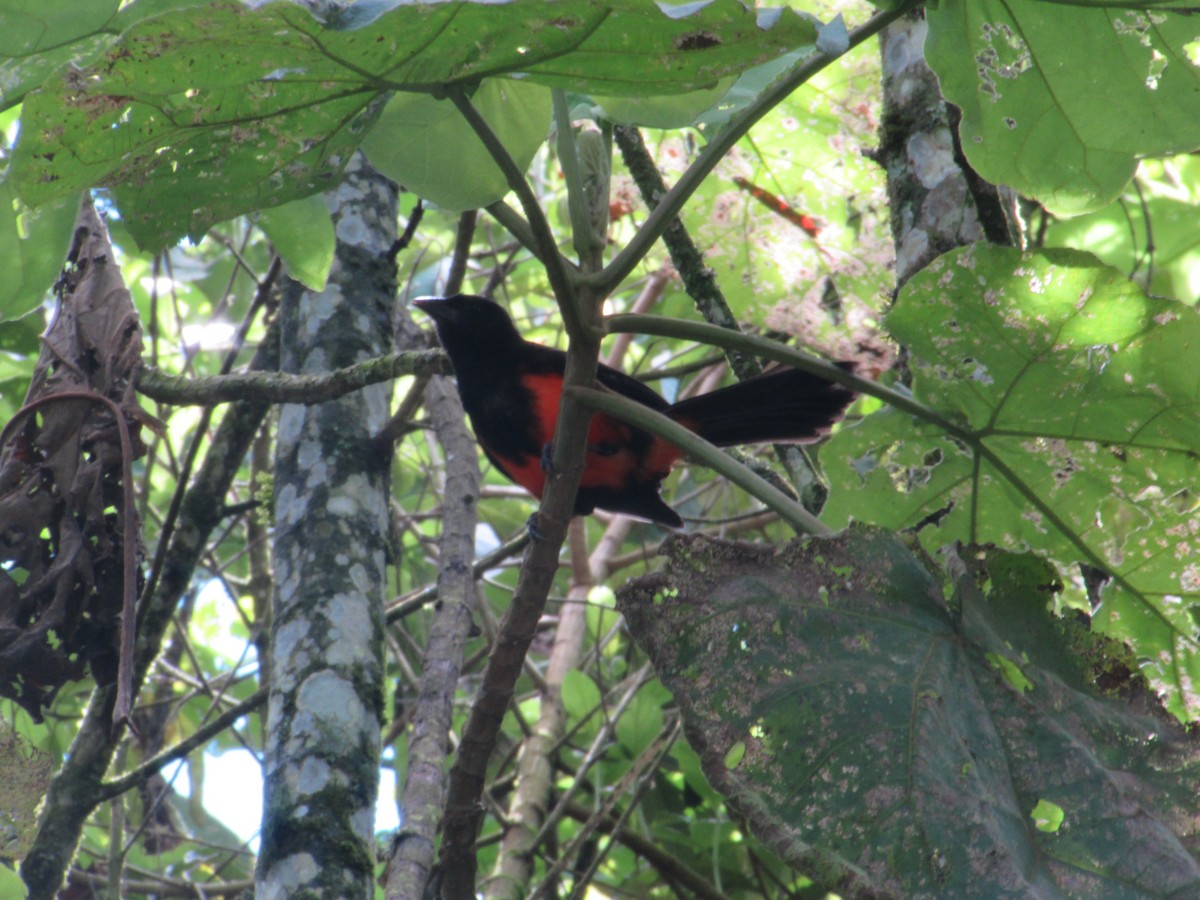 Red-bellied Grackle - ML622438391